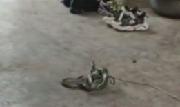 抓蛇视频,捕捉蛇类专家现场抓蛇全过程揭秘